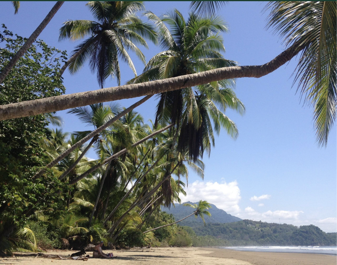 Palm-lined beach along Costa Rica's Costa Ballena