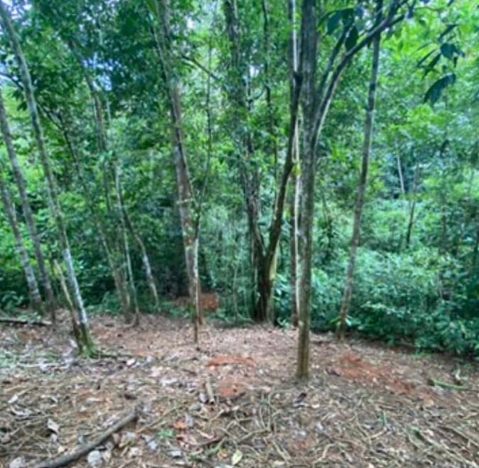 Spring on the property