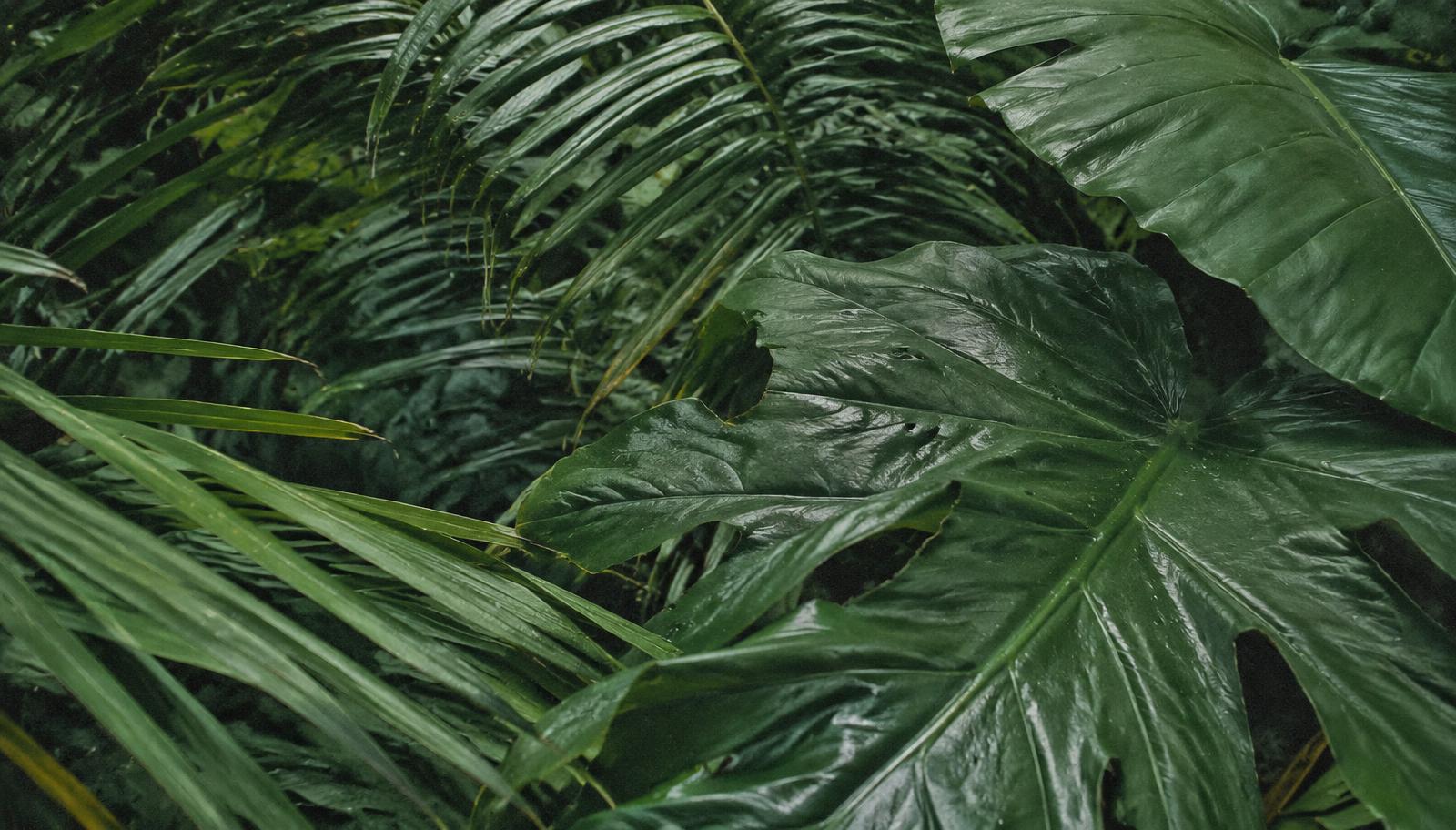 Rainforest foliage and broad tropical leaves